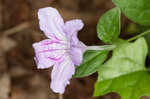 Stalked wild petunia